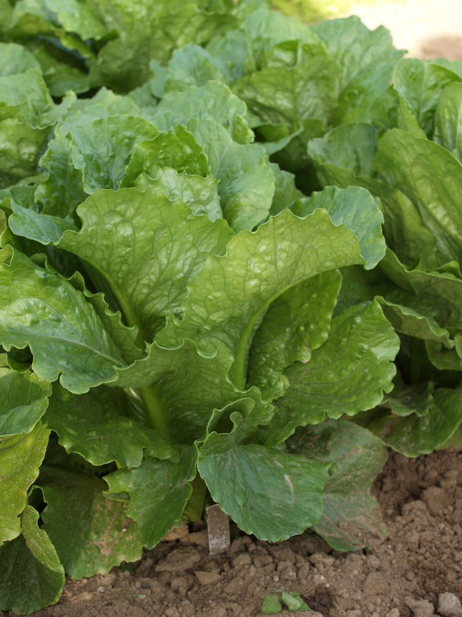 Lettuce, Arroyo Organic (Pellets)