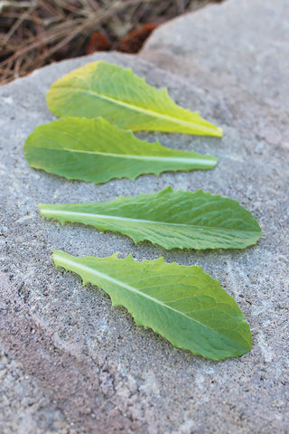 Lettuce, Hitchhiker