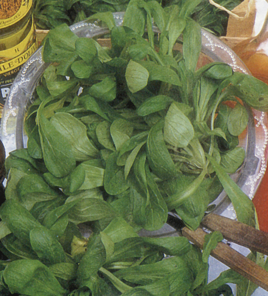 Corn Salad, Large Leaf Round
