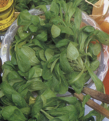 Corn Salad, Large Leaf Round