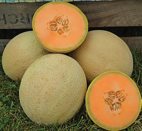 Melons, Goddess Hybrid