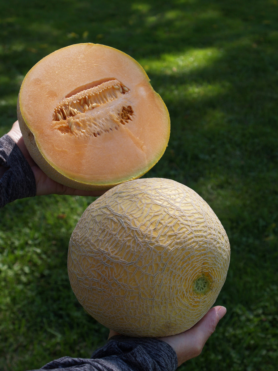 Melons, Divergant Hybrid Organic