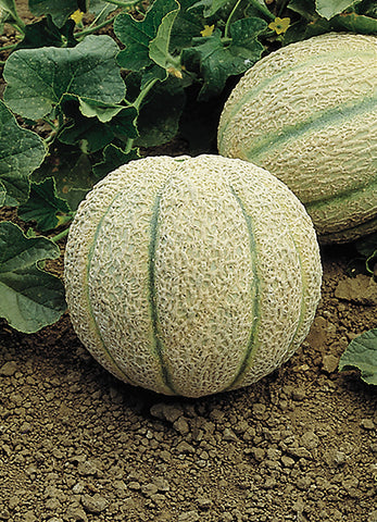 Melons, Halona Hybrid