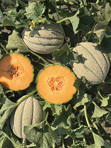 Melons, Iperoine Hybrid Organic