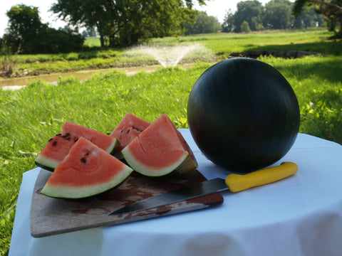 Watermelon, Sugar Baby
