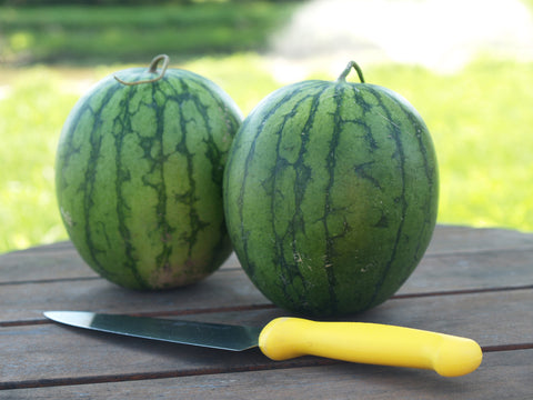 Watermelon, New Queen Hybrid
