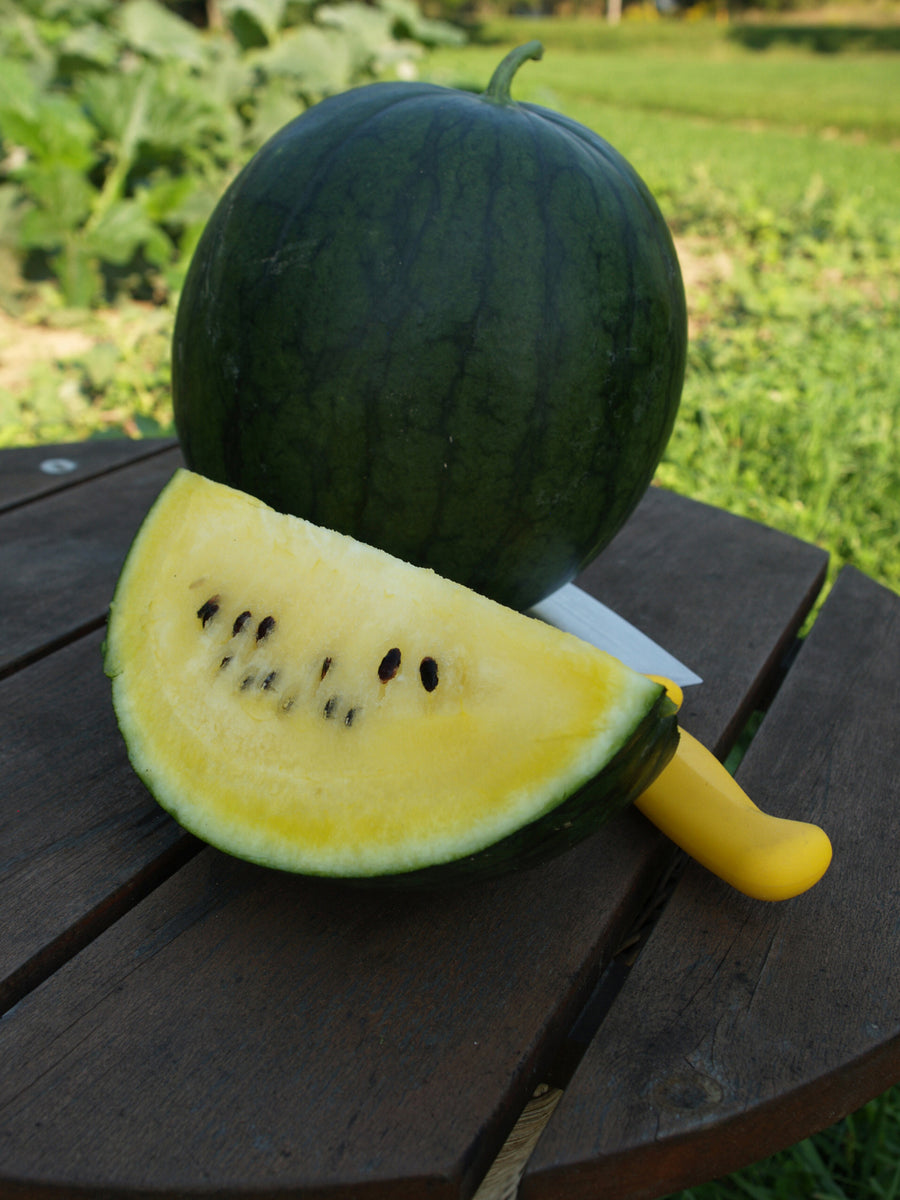 Watermelon, Sureness Hybrid