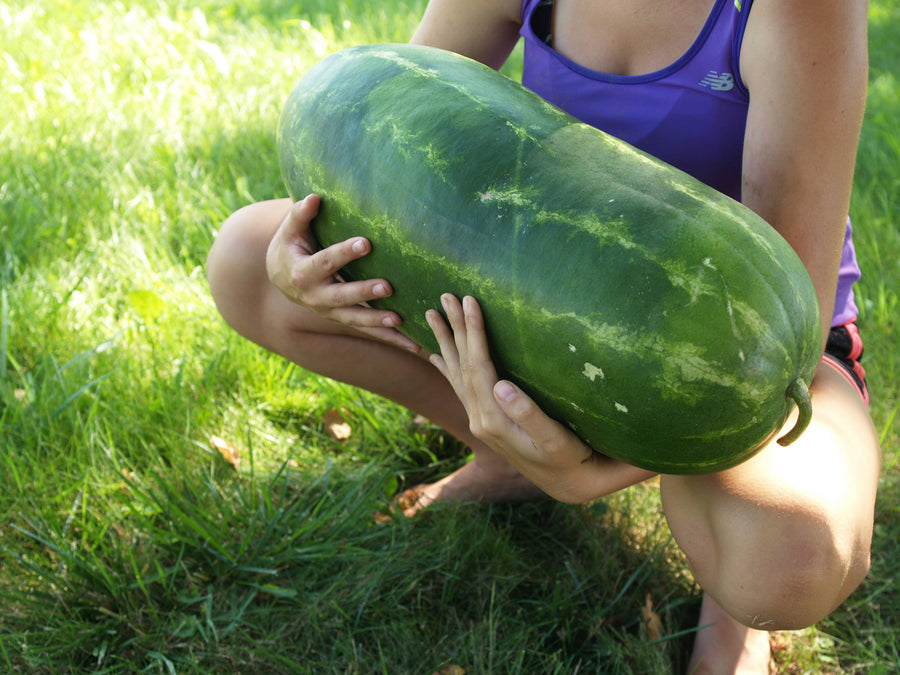 Watermelon, Sangria Hybrid