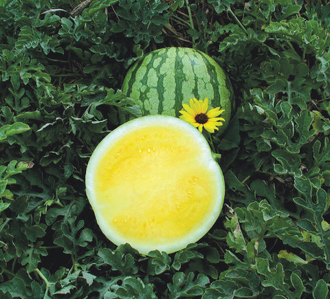 Watermelon, Yellow Buttercup Hybrid