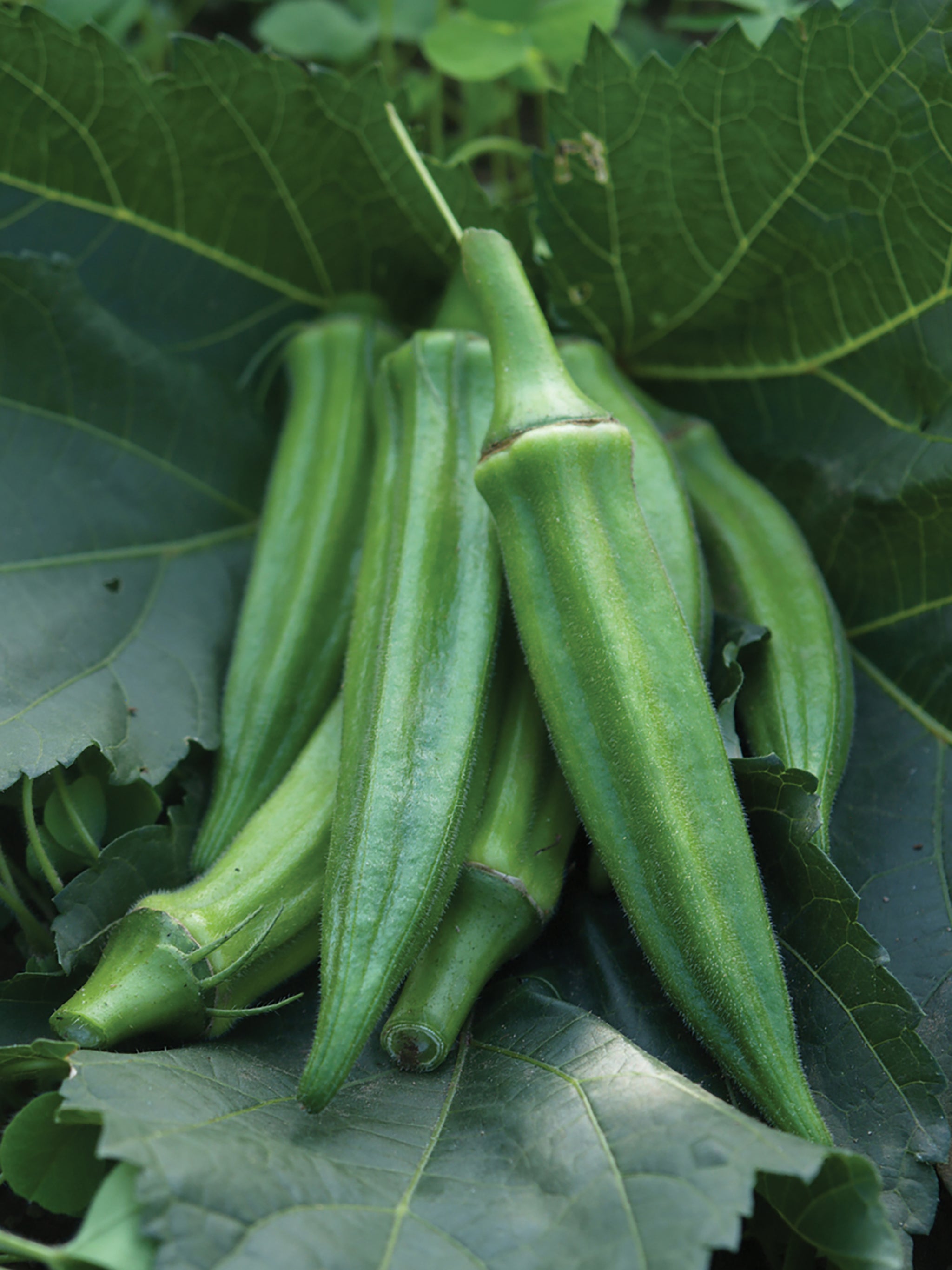 Okra, Jambalaya Hybrid William Dam Seeds