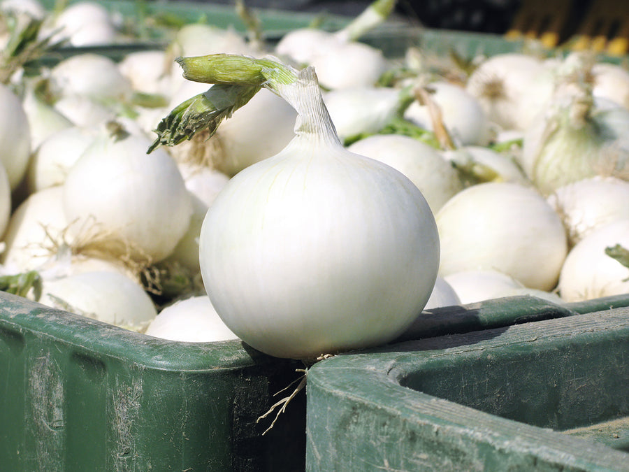 Onions, Sweet White Wing Hybrid