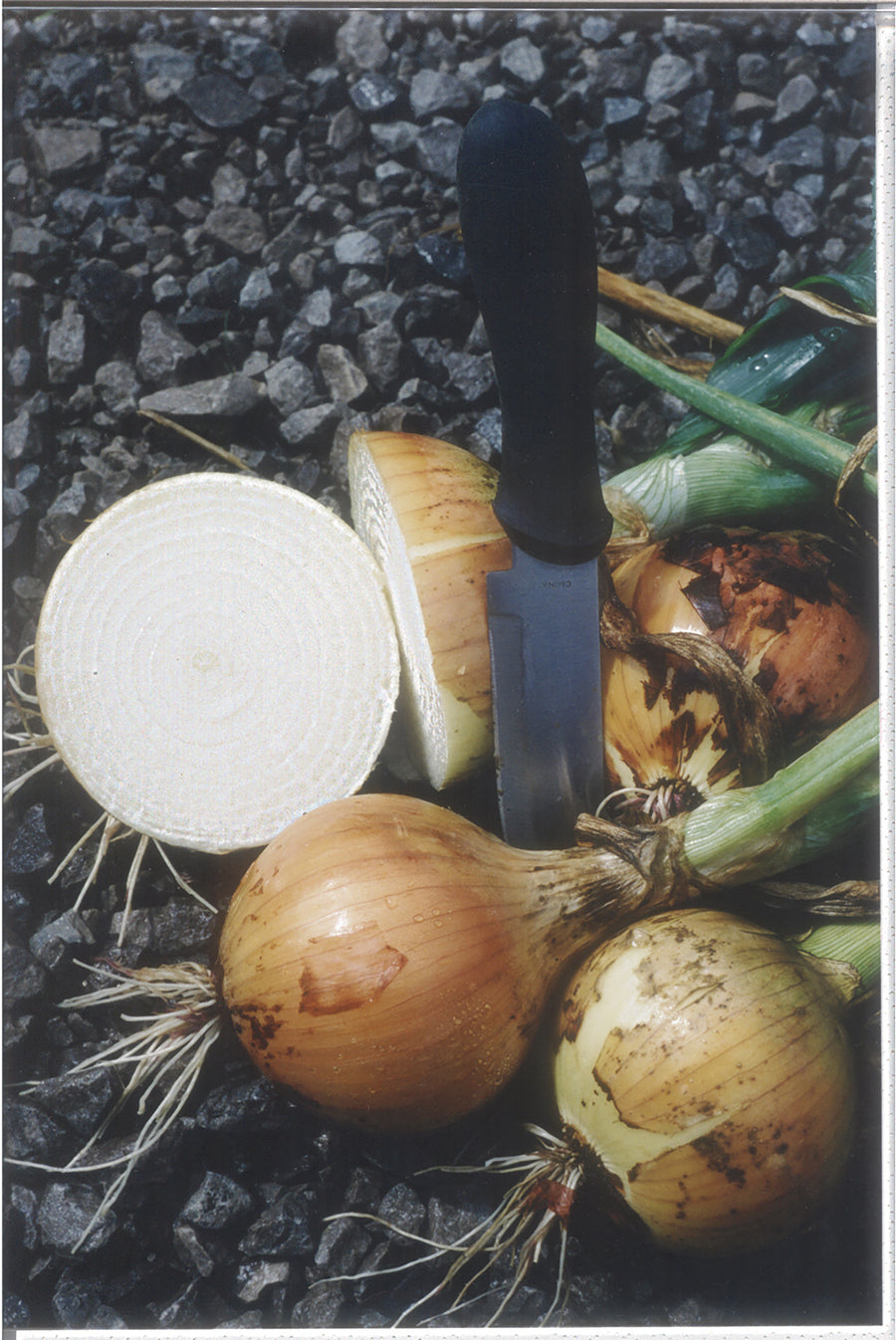 Onions, Sweet Spanish Utah
