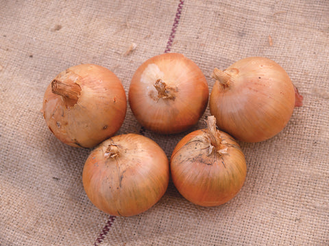 Onions, Norstar Hybrid