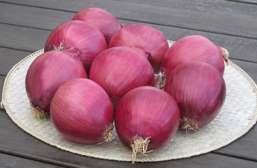Onions, Red Wing Hybrid
