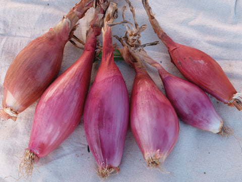 Onions, Red Tropeana Lunga