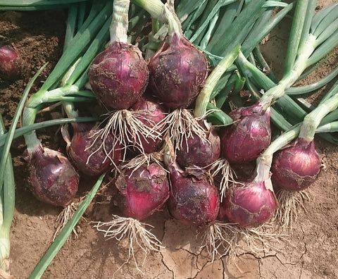 Onions, Red Spring Hybrid