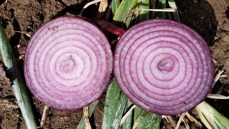 Onion, Tannat Hybrid