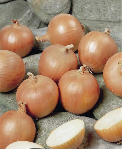 Onions, Cortland Hybrid Organic