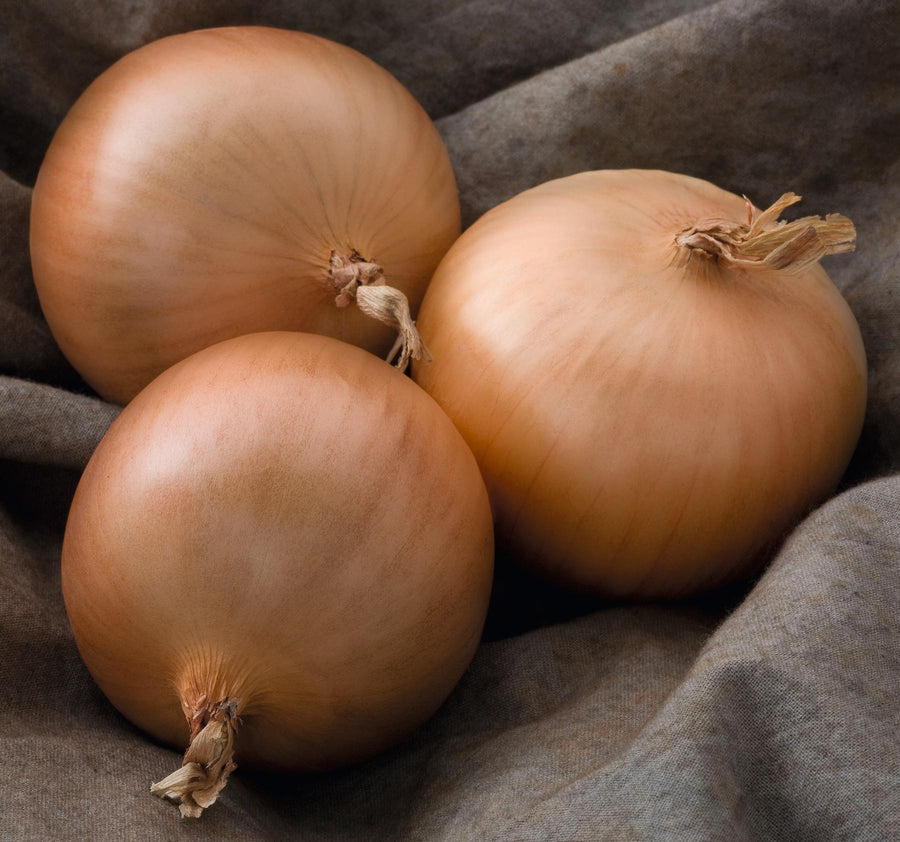 Onions, Patterson Hybrid