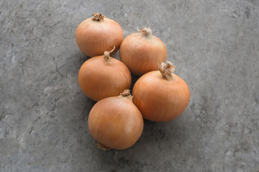 Onion, Powell Hybrid Organic