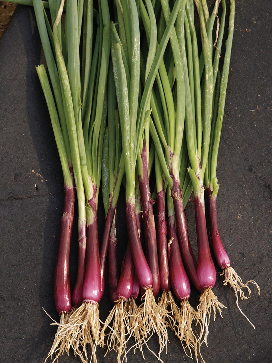 Onions, Red Baron Organic