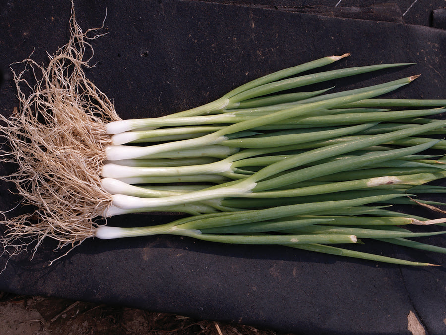Onions, Summer Isle