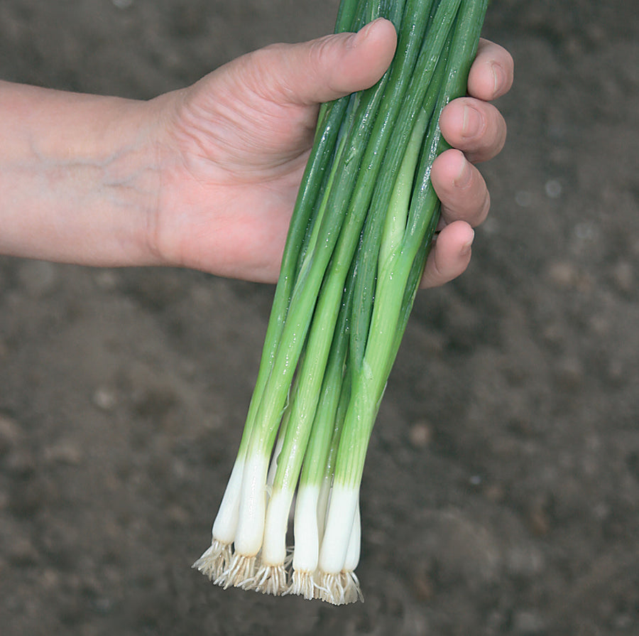 Onions, Parade Organic