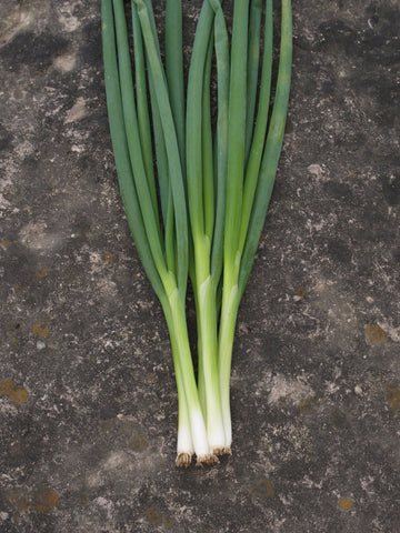 Onions, Evergreen Long White Nebuka