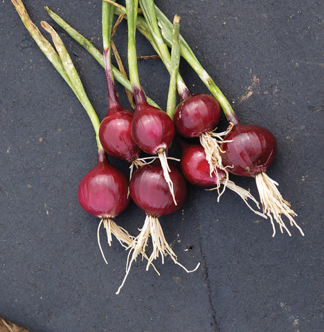 Onions, Red Creole