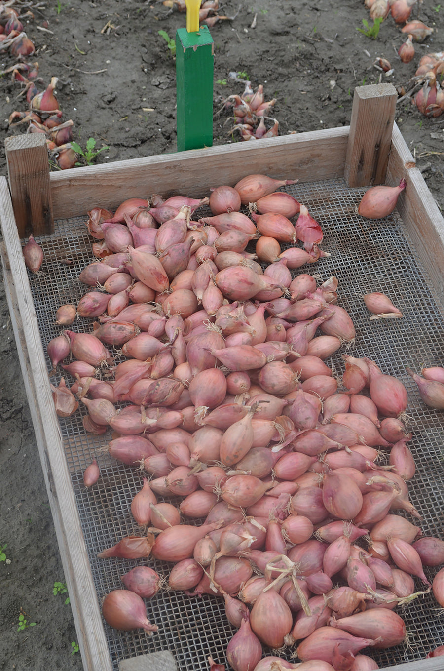 Onions, Conservor Hybrid Organic