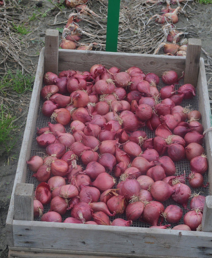 Onions, Camelot Hybrid