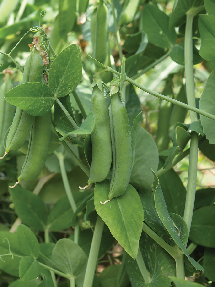 Peas, Early Freezer 680