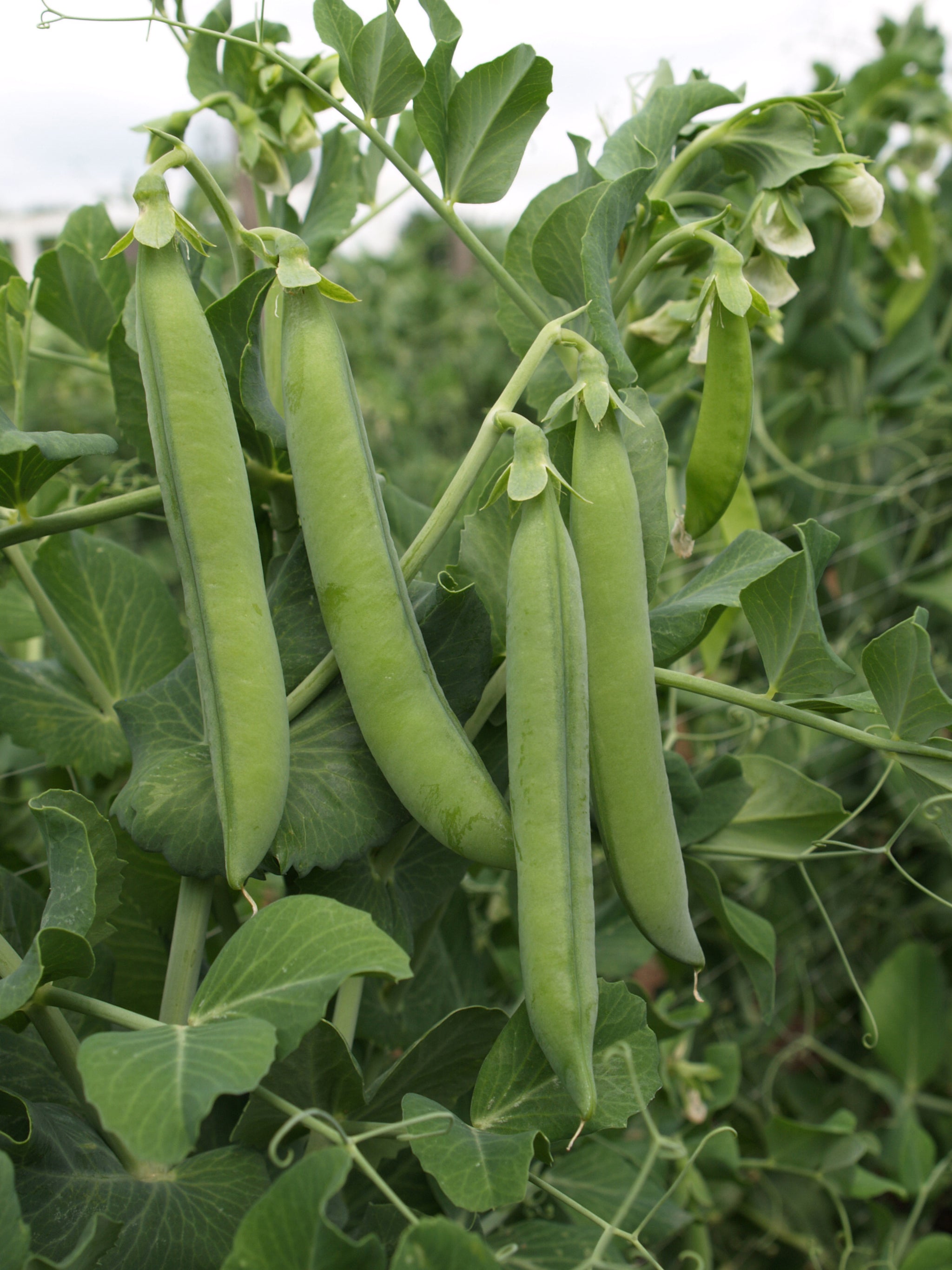Peas, Grundy-Perfect Arrow – William Dam Seeds