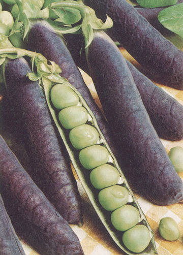 Peas, Blue Pod Capucijners