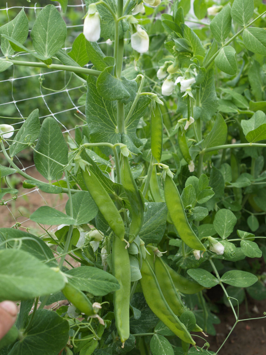 Peas, Record