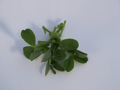 Peas, Dwarf Grey Sugar