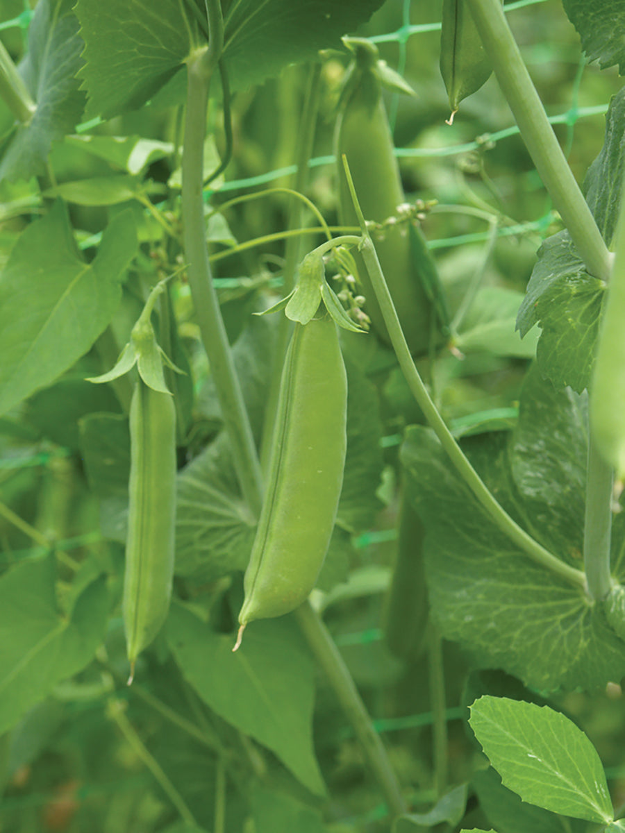 Peas, Cascadia