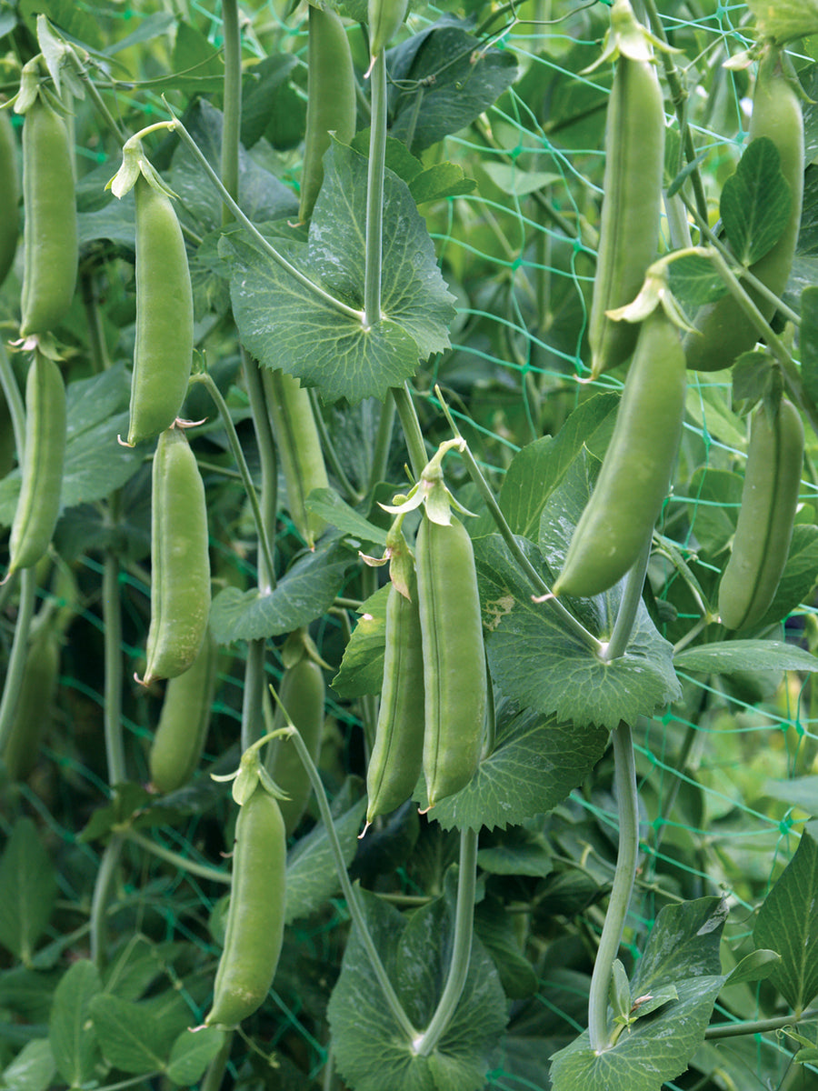 Peas, Super Sugar Snap