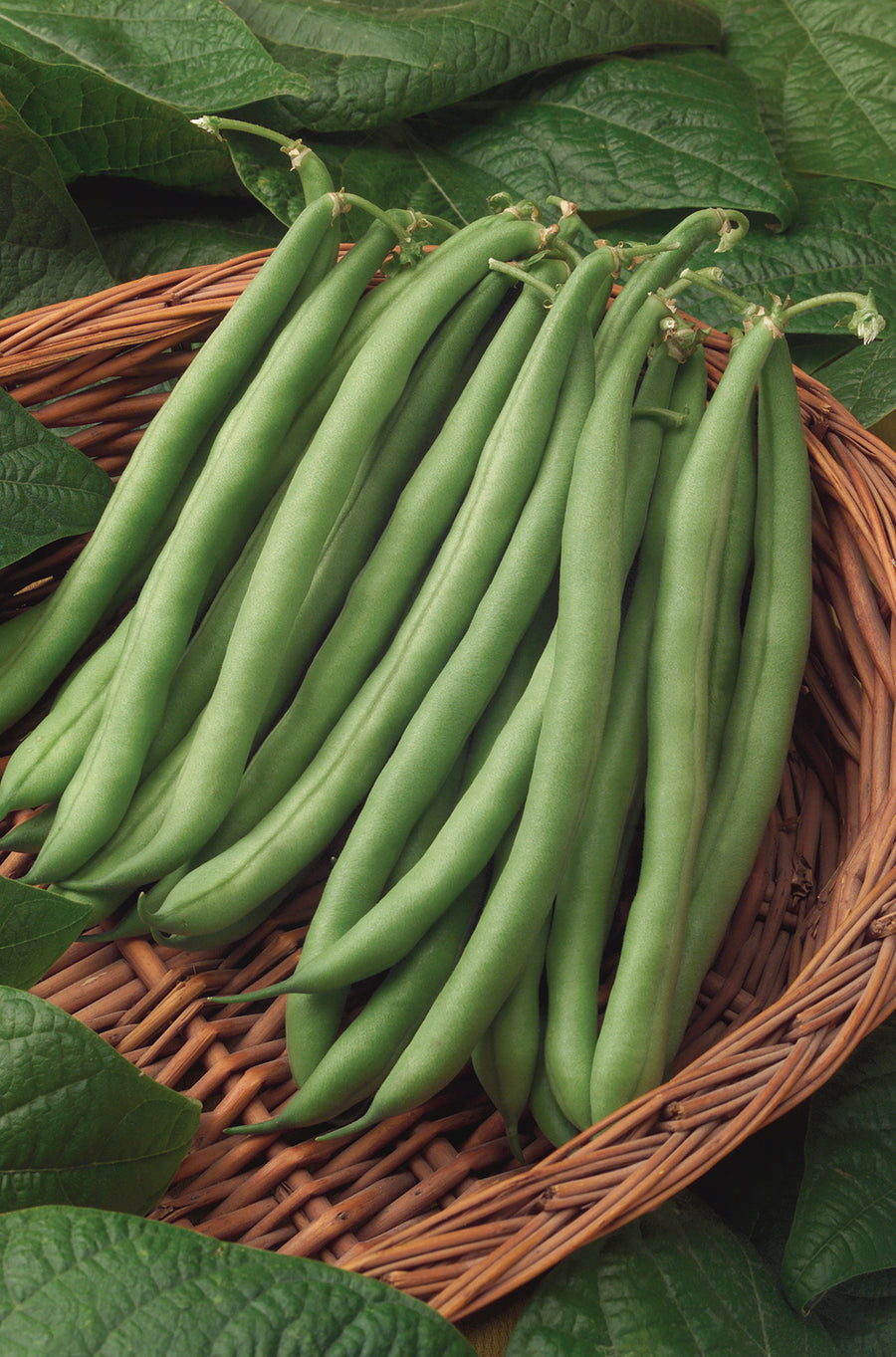 Beans, Bush Blue Lake 156