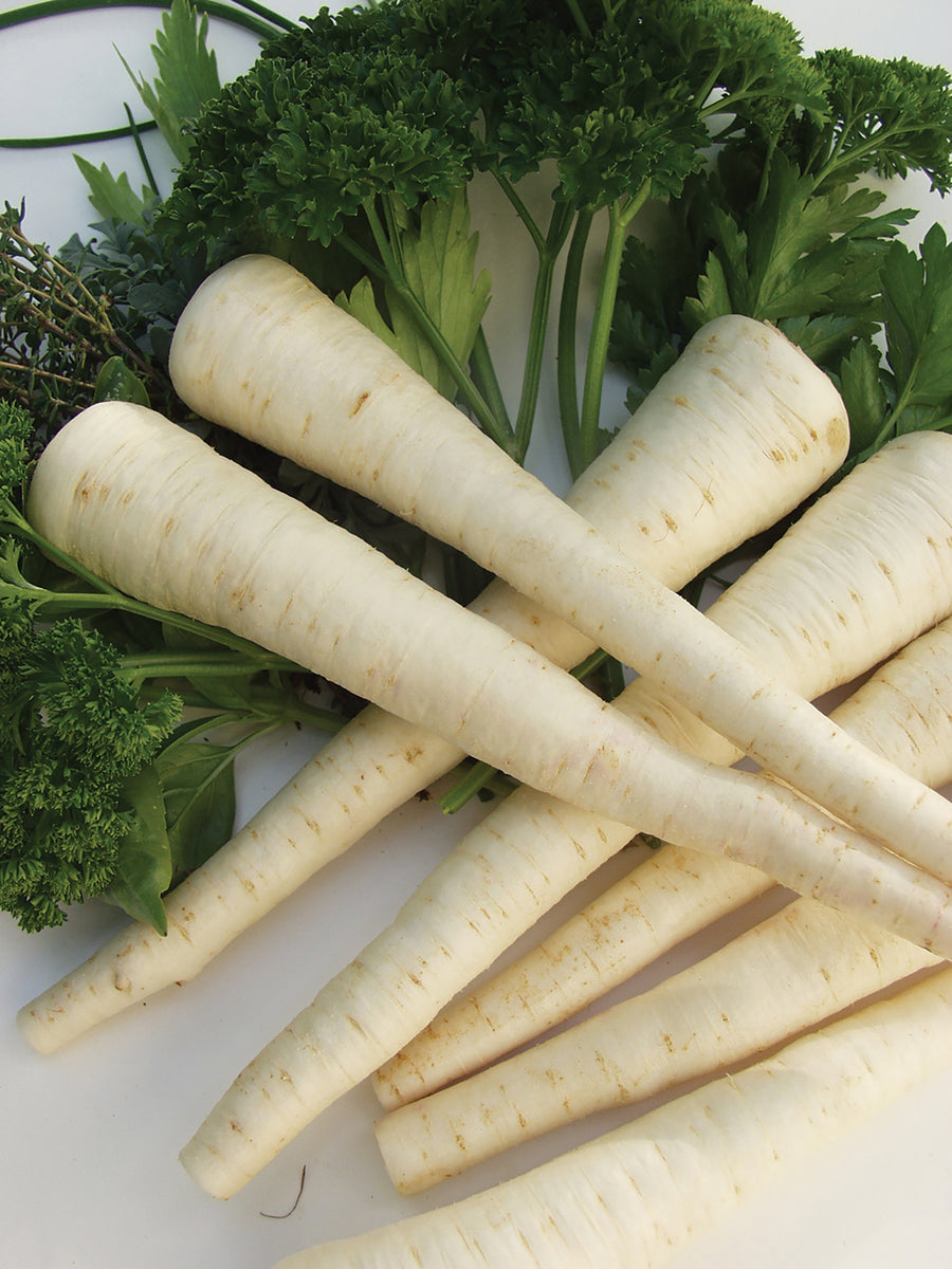 Root Parsley, Nordic-Hilmar