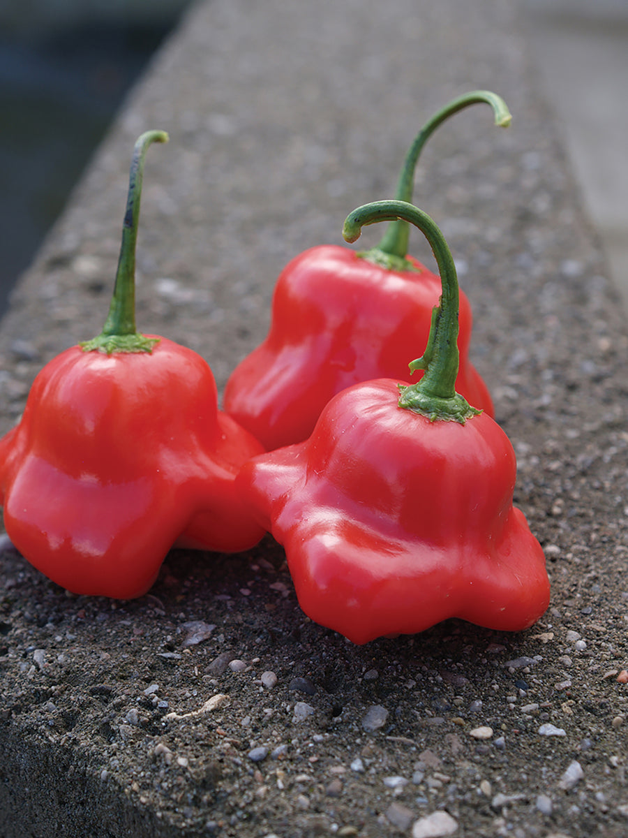 Peppers, Mad Hatter Hybrid