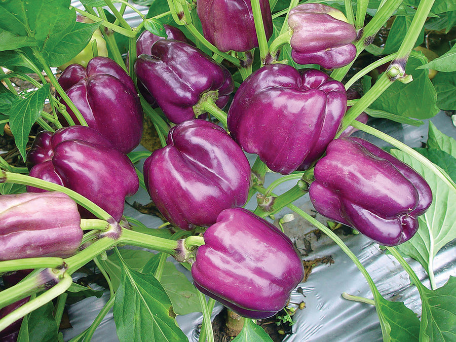 Peppers, Purple Star Hybrid