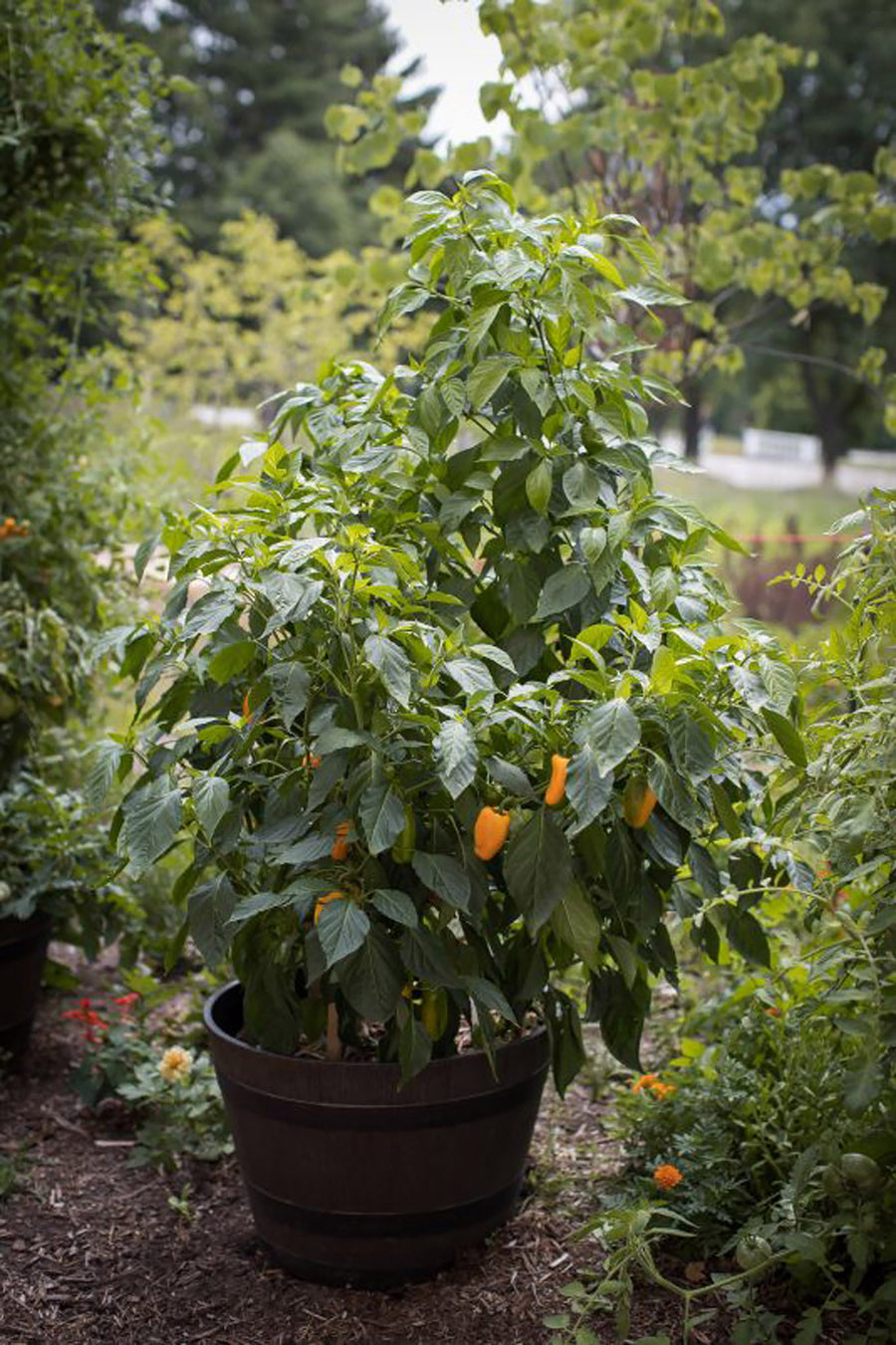 Pepper, Just Sweet Hybrid