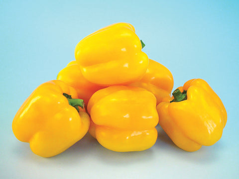 Peppers, Golden Star Hybrid