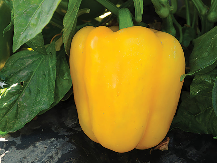 Peppers, Abay Hybrid Organic