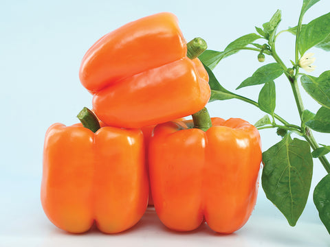 Peppers, Bright Star Hybrid