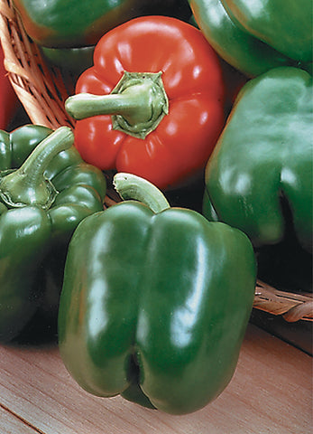 Peppers, King Arthur Hybrid