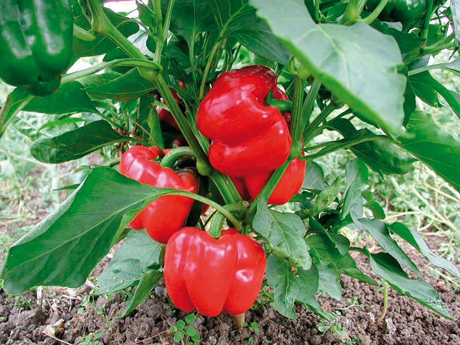 Peppers, Olympus Hybrid Organic