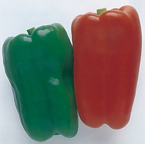 Peppers, Ace Hybrid