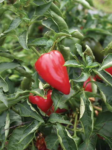 Peppers, Sweet Salsa Organic